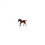 Źrebię Thorouhbred Foal Walking Chesnut Sklep