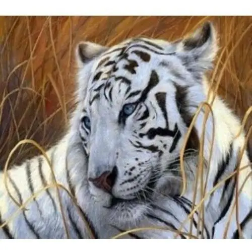 Malowanie po numerach Tygrys 40 x 50 5683 (31496)