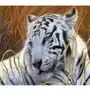 Malowanie po numerach Tygrys 40 x 50 5683 (31496) Sklep
