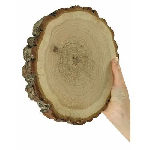 Inny producent Plaster dębu 15-20 cm gr. 3 cm szlifowany z korą drewno dębowe naturalny surowy / wamar-sosenka