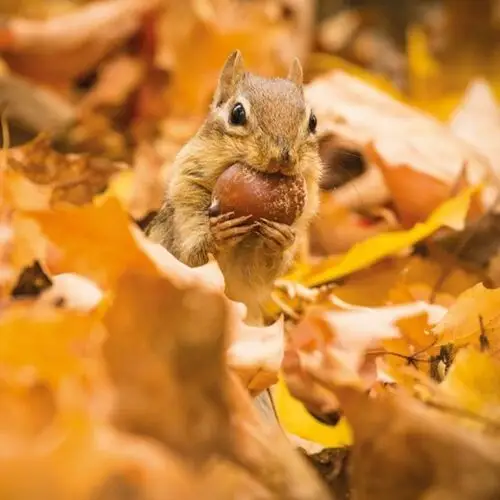 Museums & galleries Karnet okolicznościowy, chipmunk with an acorn