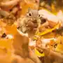 Museums & galleries Karnet okolicznościowy, chipmunk with an acorn Sklep