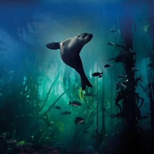 Museums & galleries Karnet okolicznościowy, galapagos sea lion