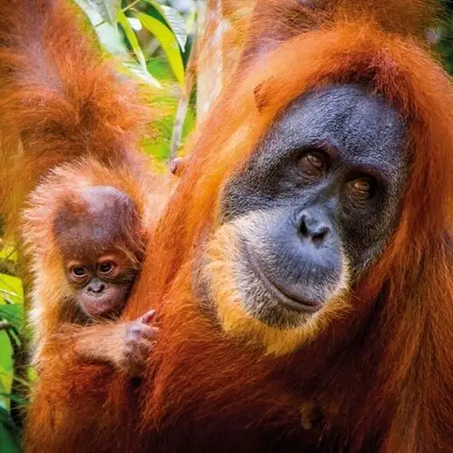 Karnet okolicznościowy, Sumatran Orangutan and Baby