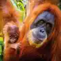 Karnet okolicznościowy, Sumatran Orangutan and Baby Sklep