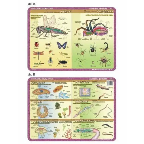 Visual system Podkładka edukacyjna - anatomia zwierząt 052