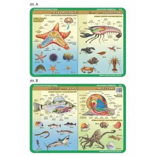 Podkładka edukacyjna - anatomia zwierząt 054 Visual system